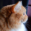 Close up image of orange and white ragamuffin's head