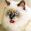 Close up image of cream color cat with blue eyes and tongue sticking out