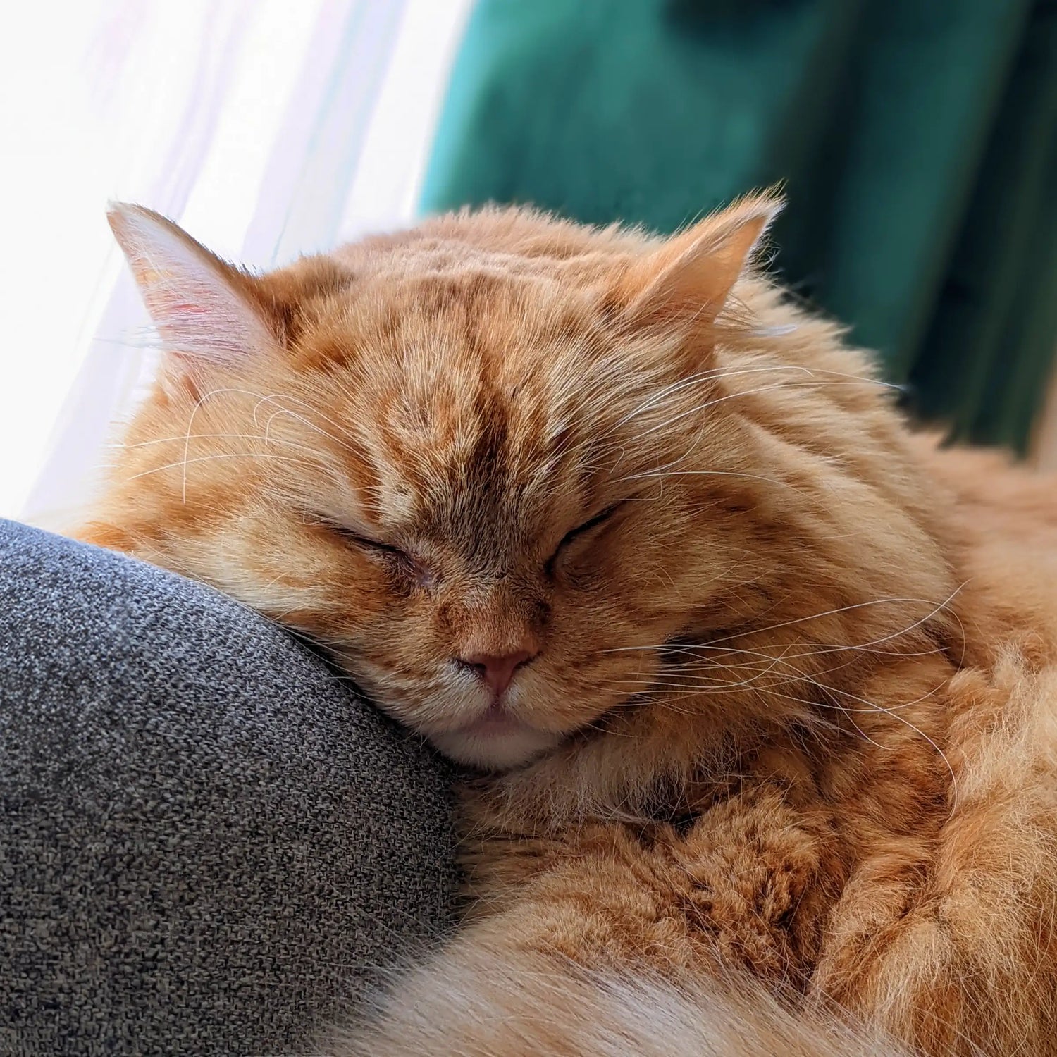 Image of orange ragamuffin cat sleeping on armchair