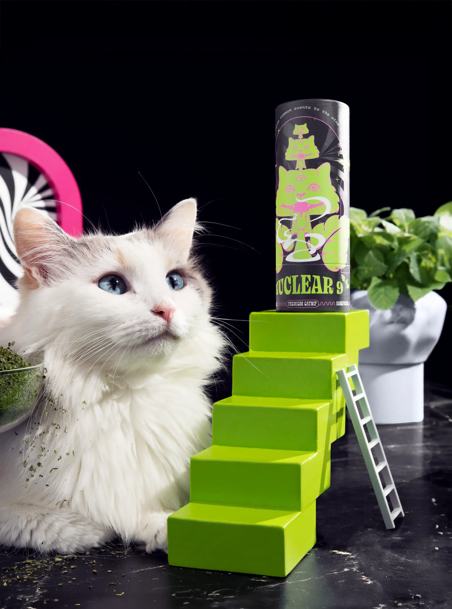 White cat looking at tube of Nuclear 9 catnip sitting on top of miniature stairs.